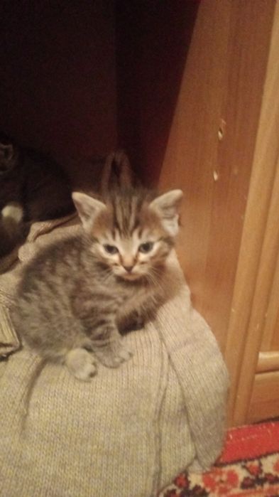 А там красивых котят