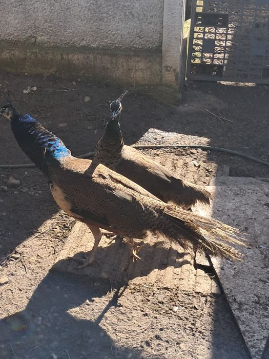 Păuni pereche (pauni standard indian blue)