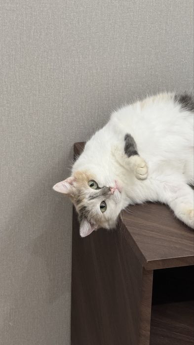 Отдам кошку в добрые руки