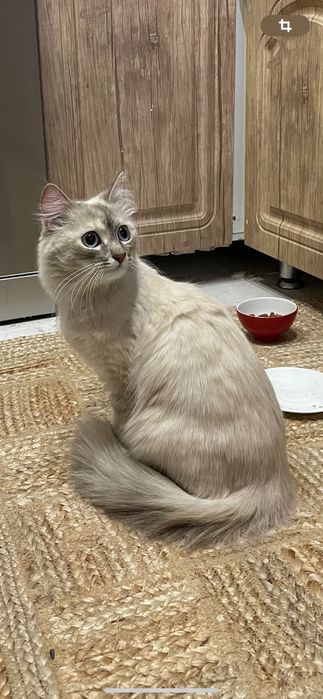 Отдам породистую кошечку в добрые руки