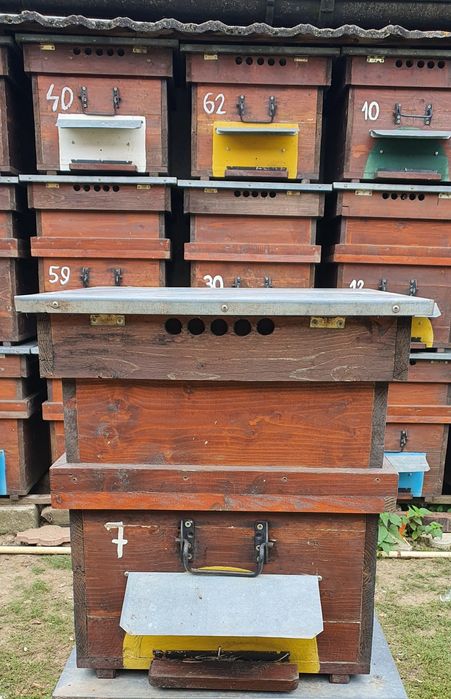 Vând stupi 12 rame cu cat 1/2