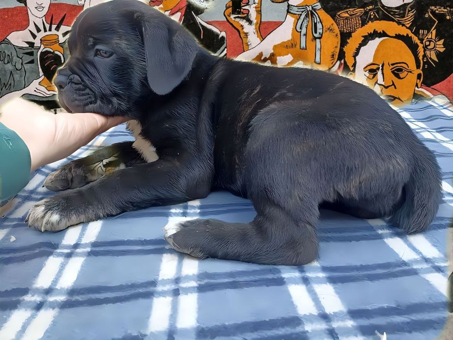 Девочки Кане Корсо!