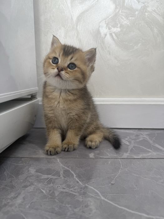 Продаются котята  британские шиншилллы