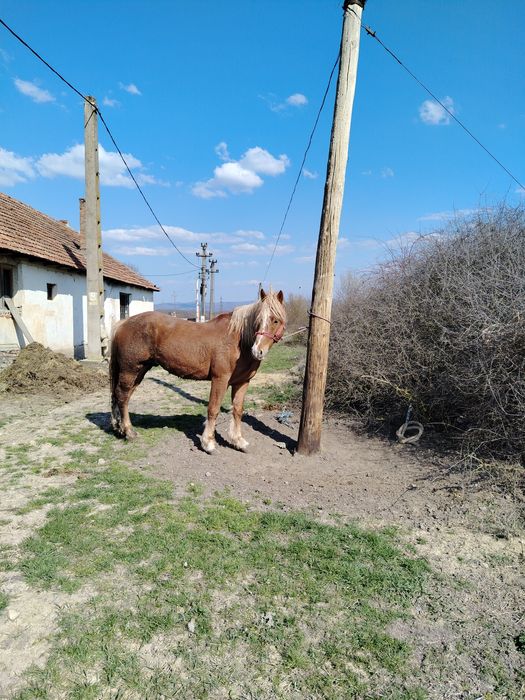 Vând mânz blond (sarg)