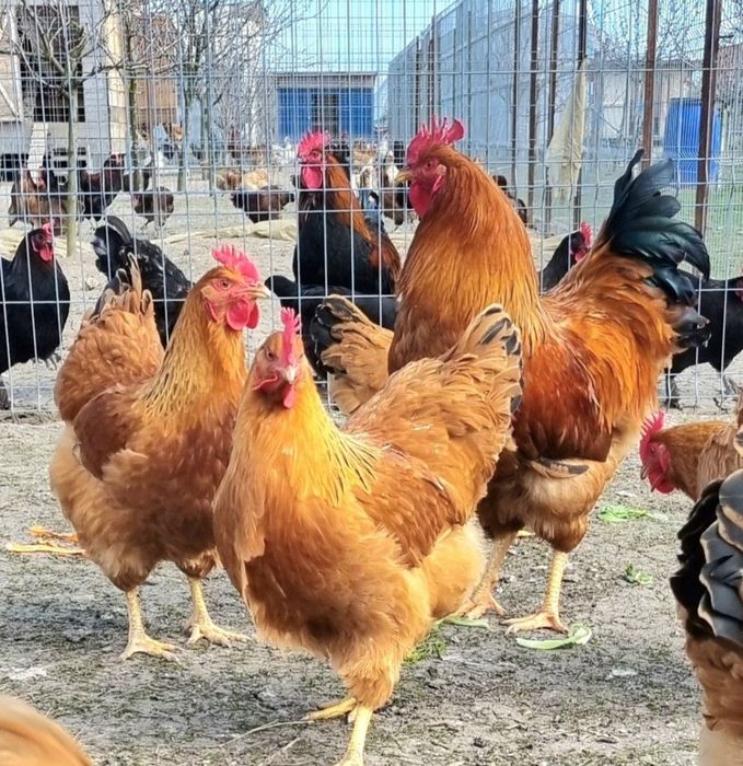 Oua albastre și găini de rasă, gaini și cocosi