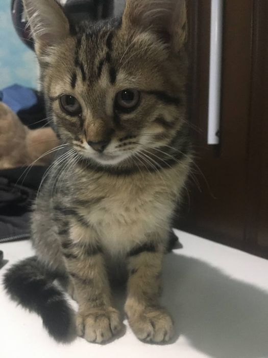 котенок в добрые руки