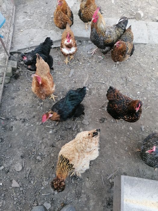 Pui de găină de țară