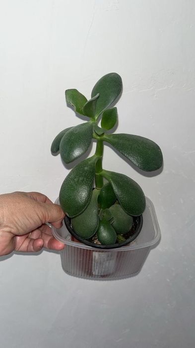 Цветочки разные по доступной цене