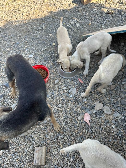 Căței pentru adopție GRATUIT