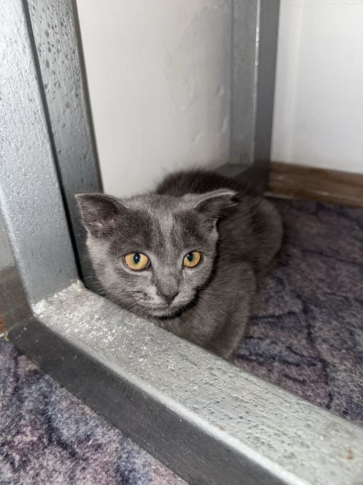 Отдам котенка в добрые руки