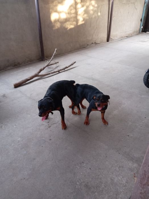 Продам сабаку ратвейлер.