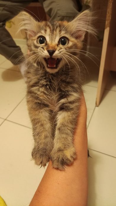 Отдам котёнка девочка