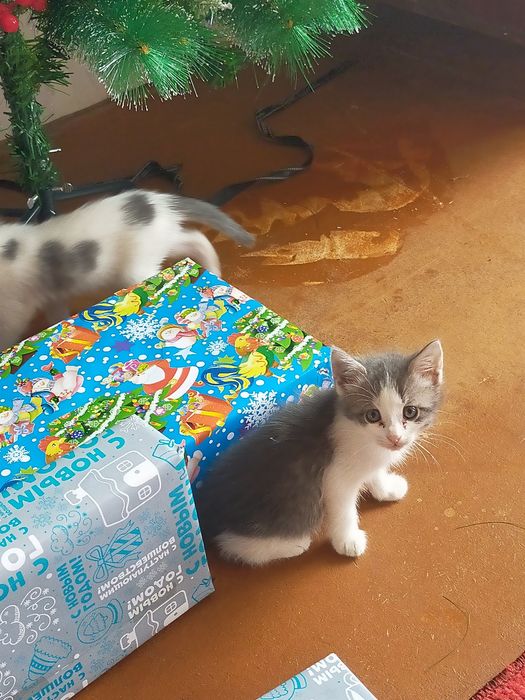 Отдам котят в добрые руки