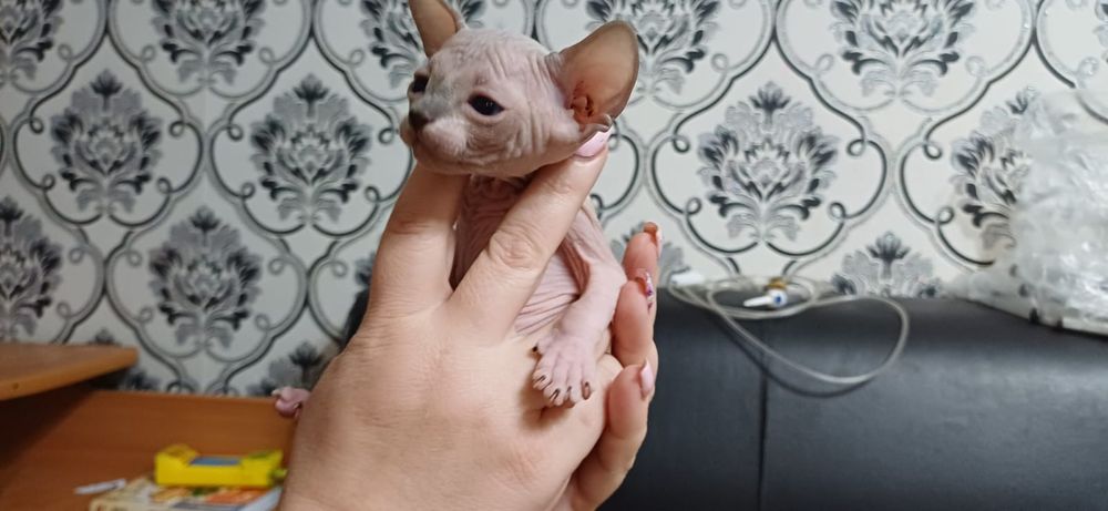 Продам котят сфинксов