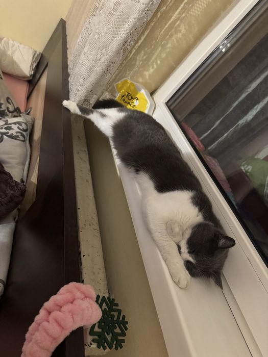 Pisica pentru adoptie