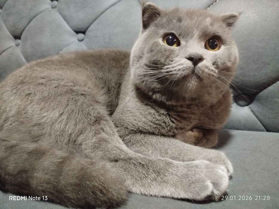 Скоттиш фолд сотилади