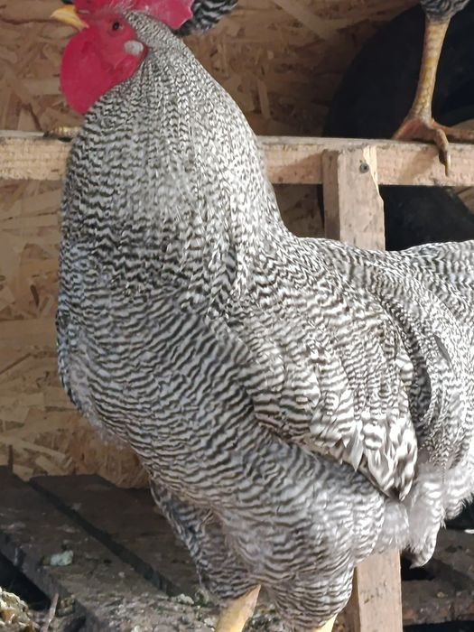 Плимутрок.Петушки куры яицо