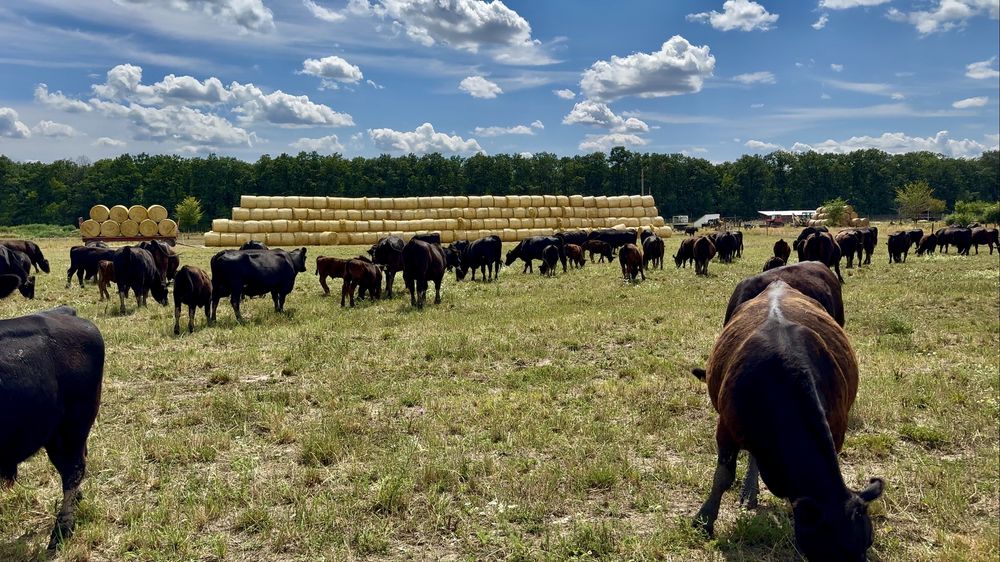 Ferma la cheie vaci de carne Angus