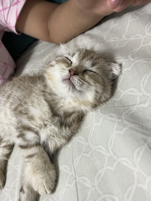 Продаю котенка алматы