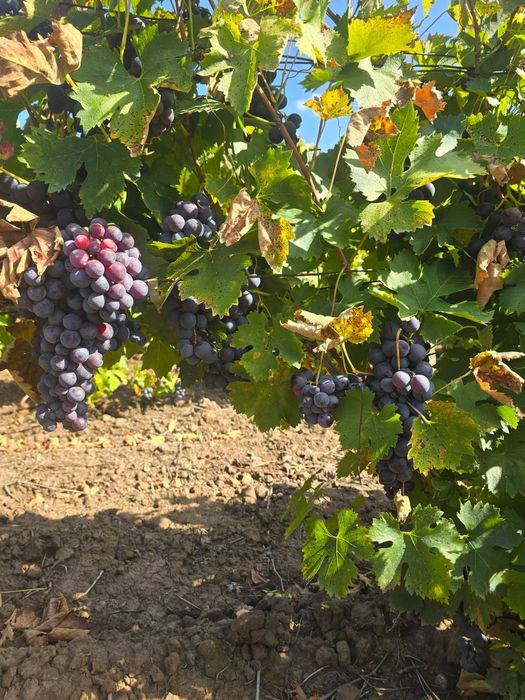Struguri de vânzare pentru vin si de masa.
Tel : 0783 082 299