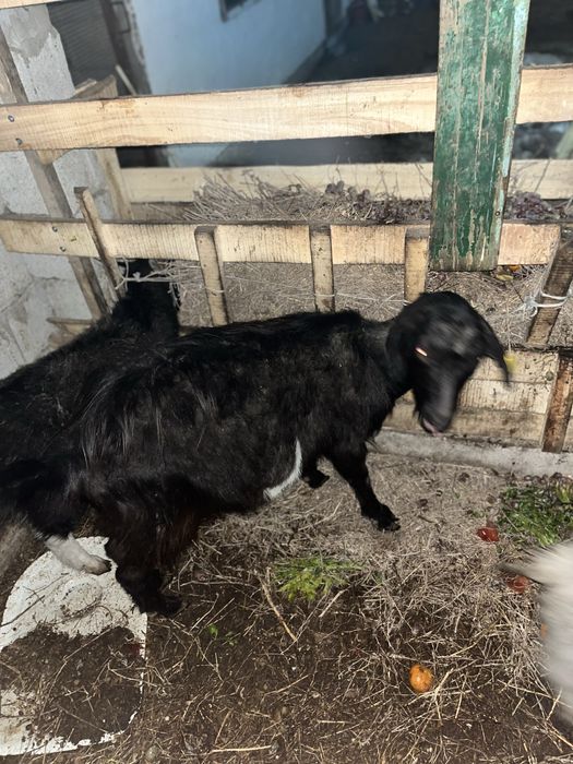 Каза продам или обмен на баран