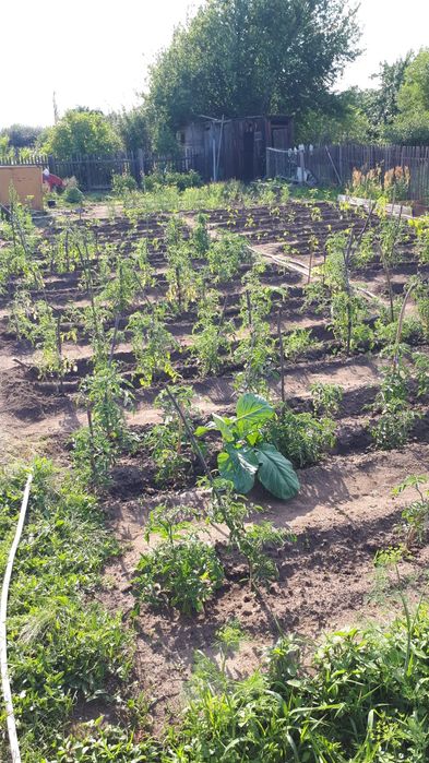 Продам дачу сад Меллиоратор