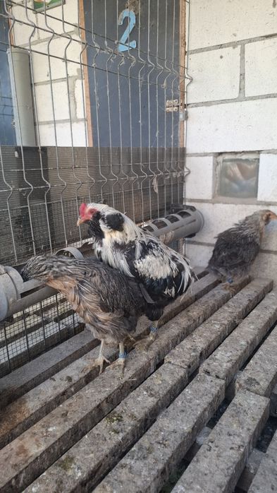 Gaini Araucana argintiu de   2+1