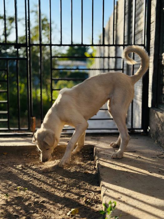 Охана ищет семью.