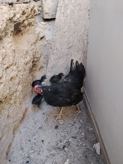 Kurk tovuq joʻjalari bilan