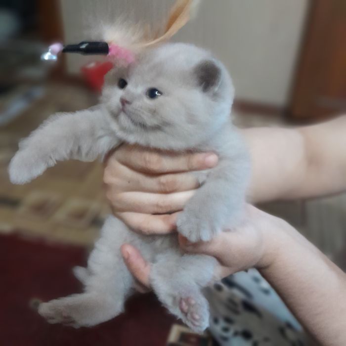 Sotiladi skotish fold