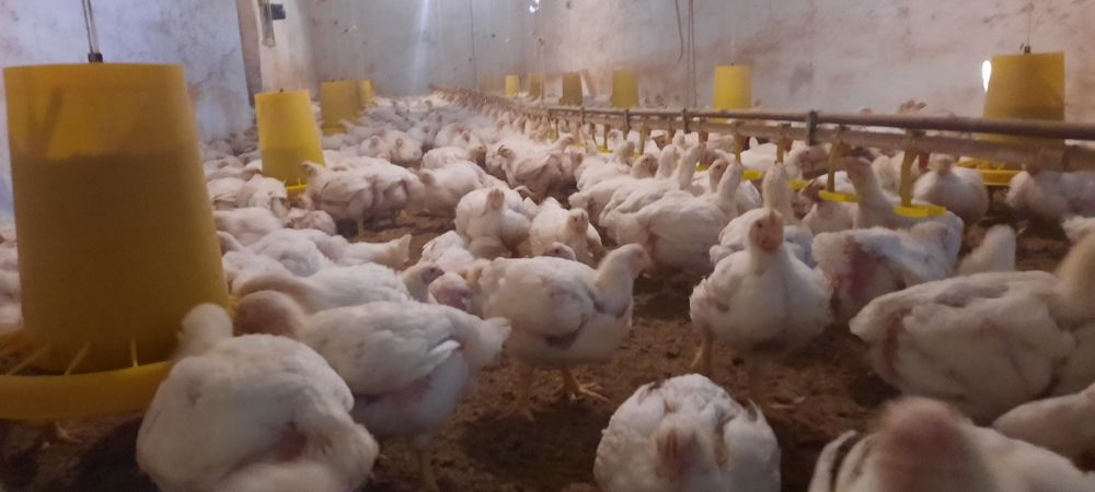 Бройлер росс 308 Шымкент