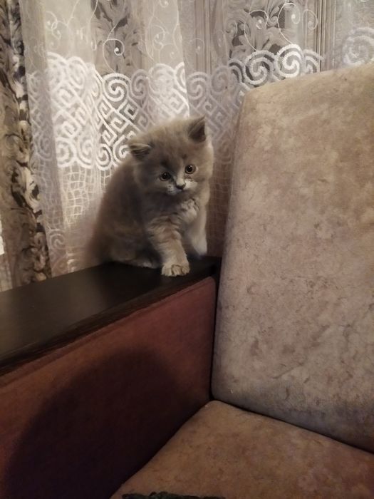 Вязка, кот хайленд страйт