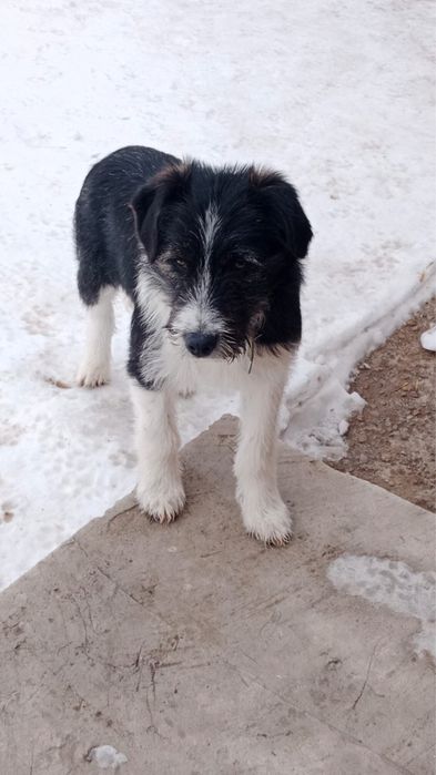 Отдам щенков в добрые руки