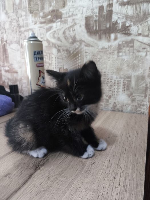 Отдам котят в добрые руки