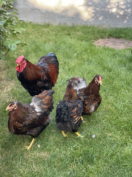 Wyandotte Auriu Negru Bordurat