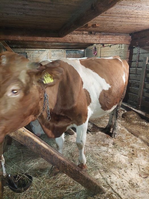 Vacă bălțată de vânzare