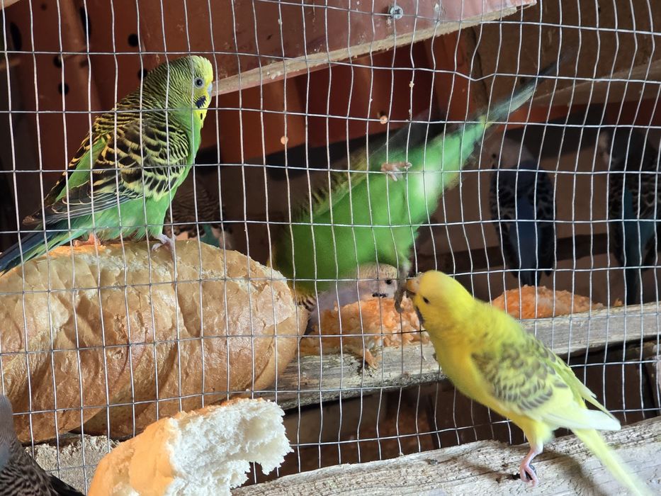 Papagali perusi en-gros