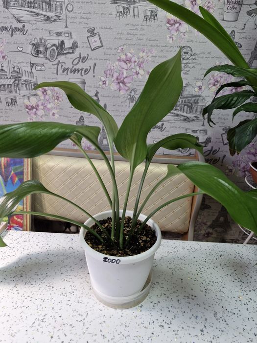 Продам женское счастье. Эухарис.