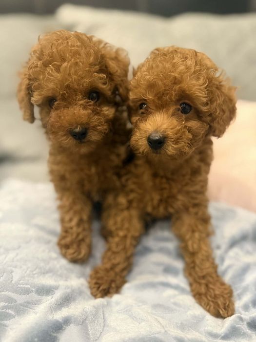 Той пудел//Пудел той