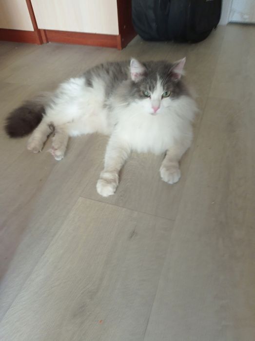 Отдам в хорошие руки.