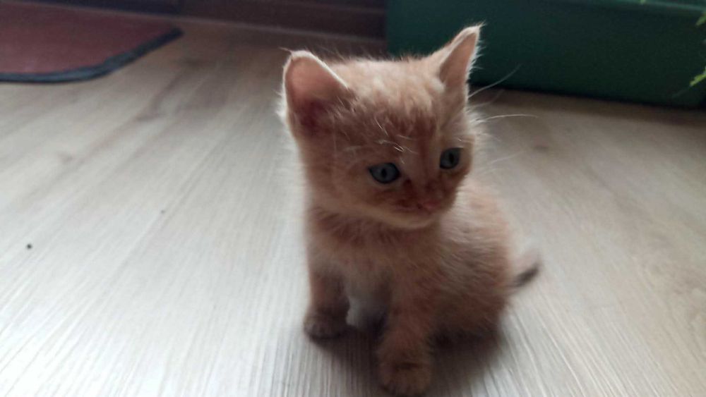Коте за осиновяване
