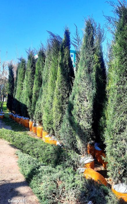 Туркиядан келтирилган аризониски кипарис Узмизада йетиштирилган арча