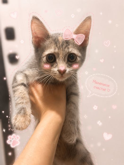 Котенок (девочка) в поисках дома