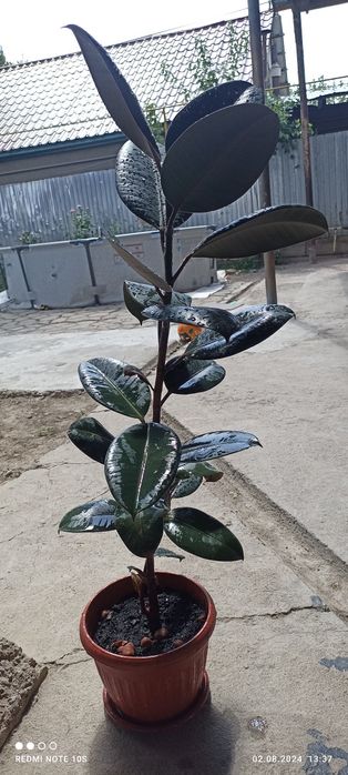 Продаем фикусы черный принц