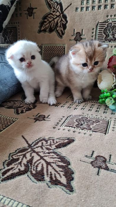 Котятки сладкие