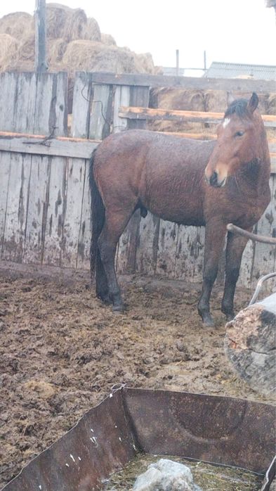 Продам лошадей с откорма