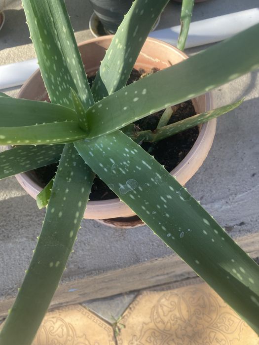 Продам лечебное алое