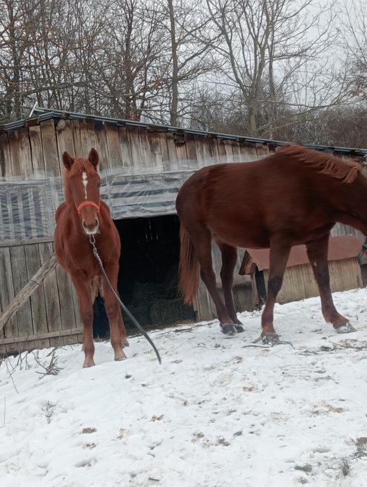 Iapă și mînza .9900 ron