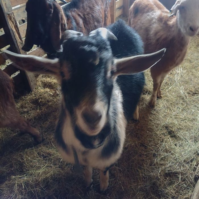 Козлы(теке)  продаются