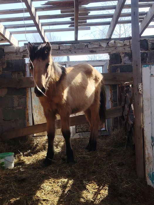 Продам Тай мальчик.